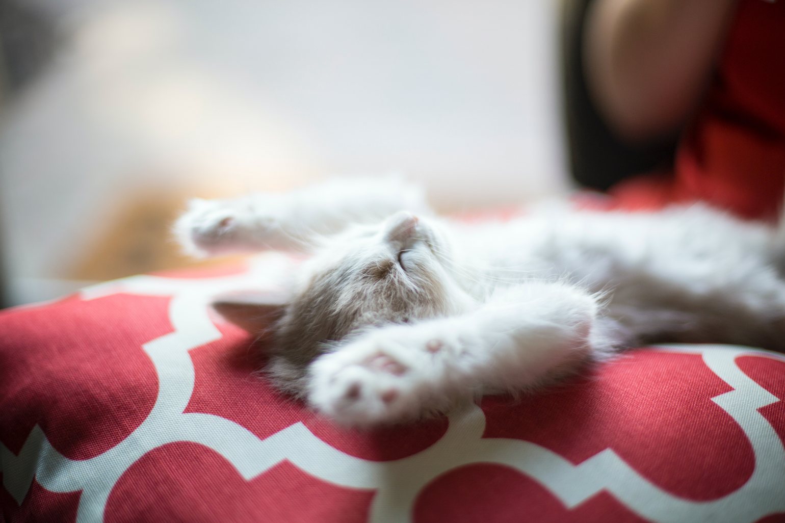 Cute white cat asleep on a red bed.
